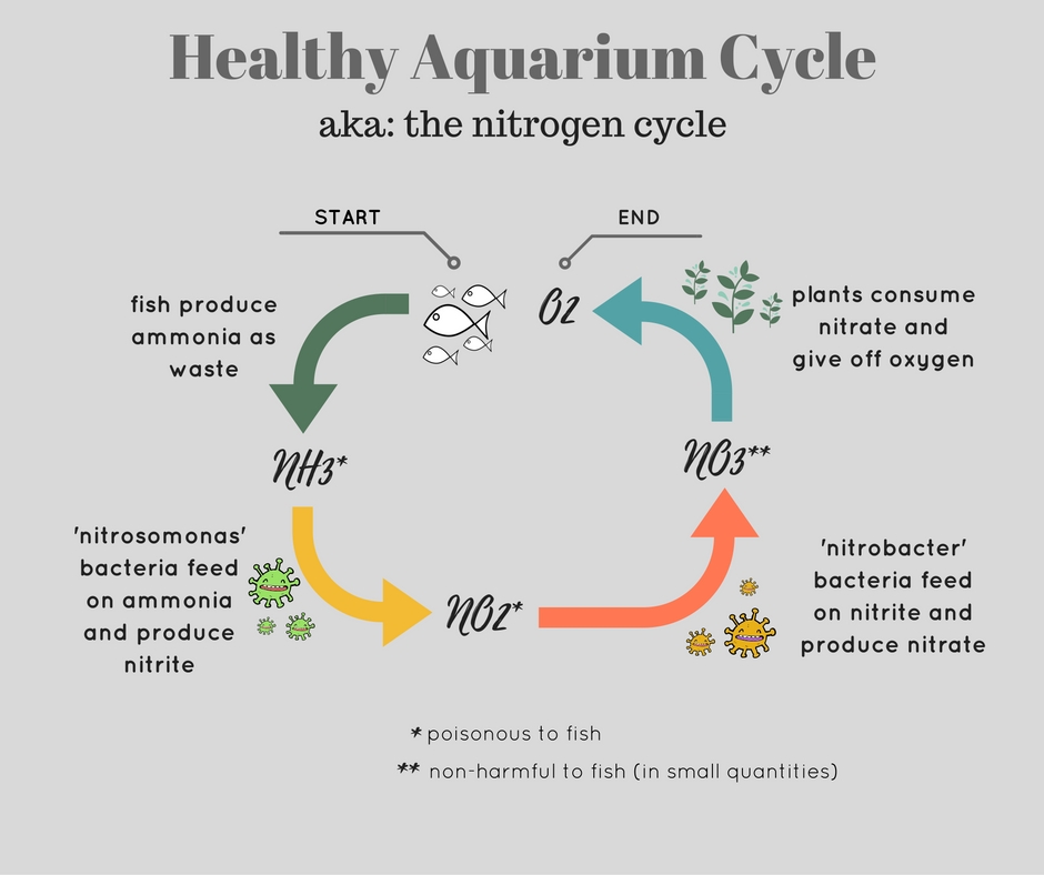 nitrogen cycle in a healthy aquairum